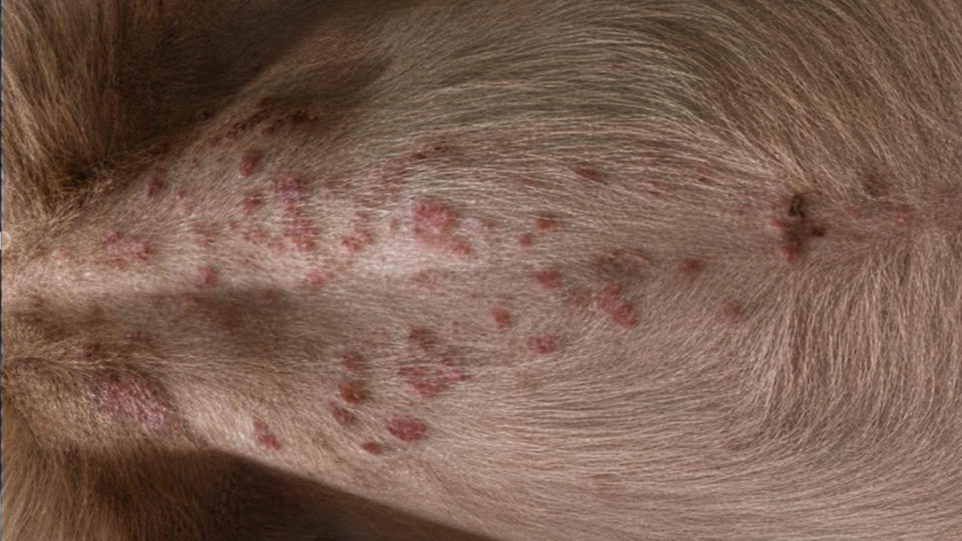 fotos de granitos en perros barriga